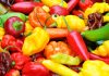 A variety of colorful peppers and chilies arranged together