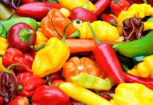 A variety of colorful peppers and chilies arranged together