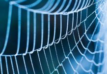 Close-up of a spider web adorned with dew drops against a blue background